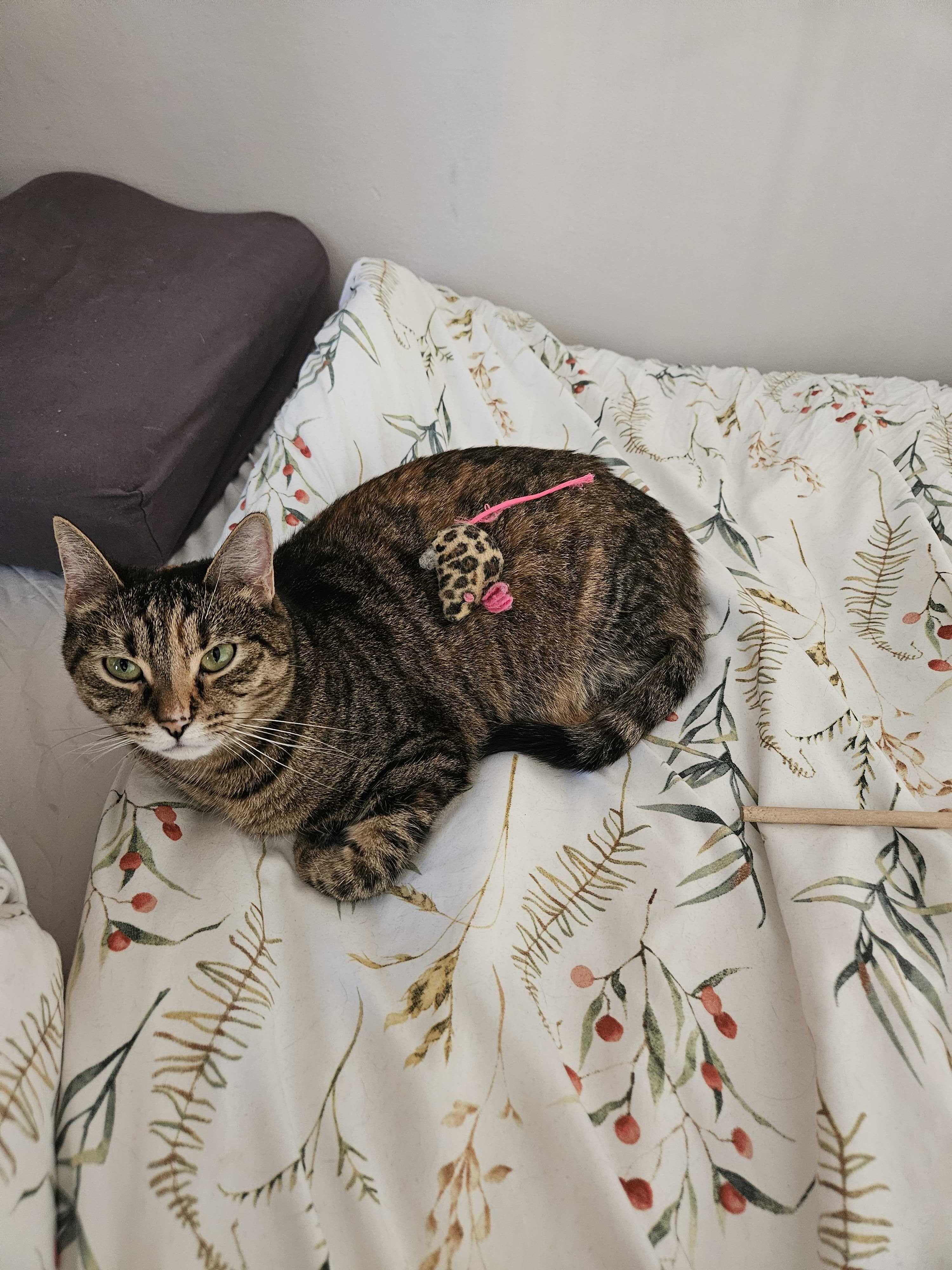 Cat 1
