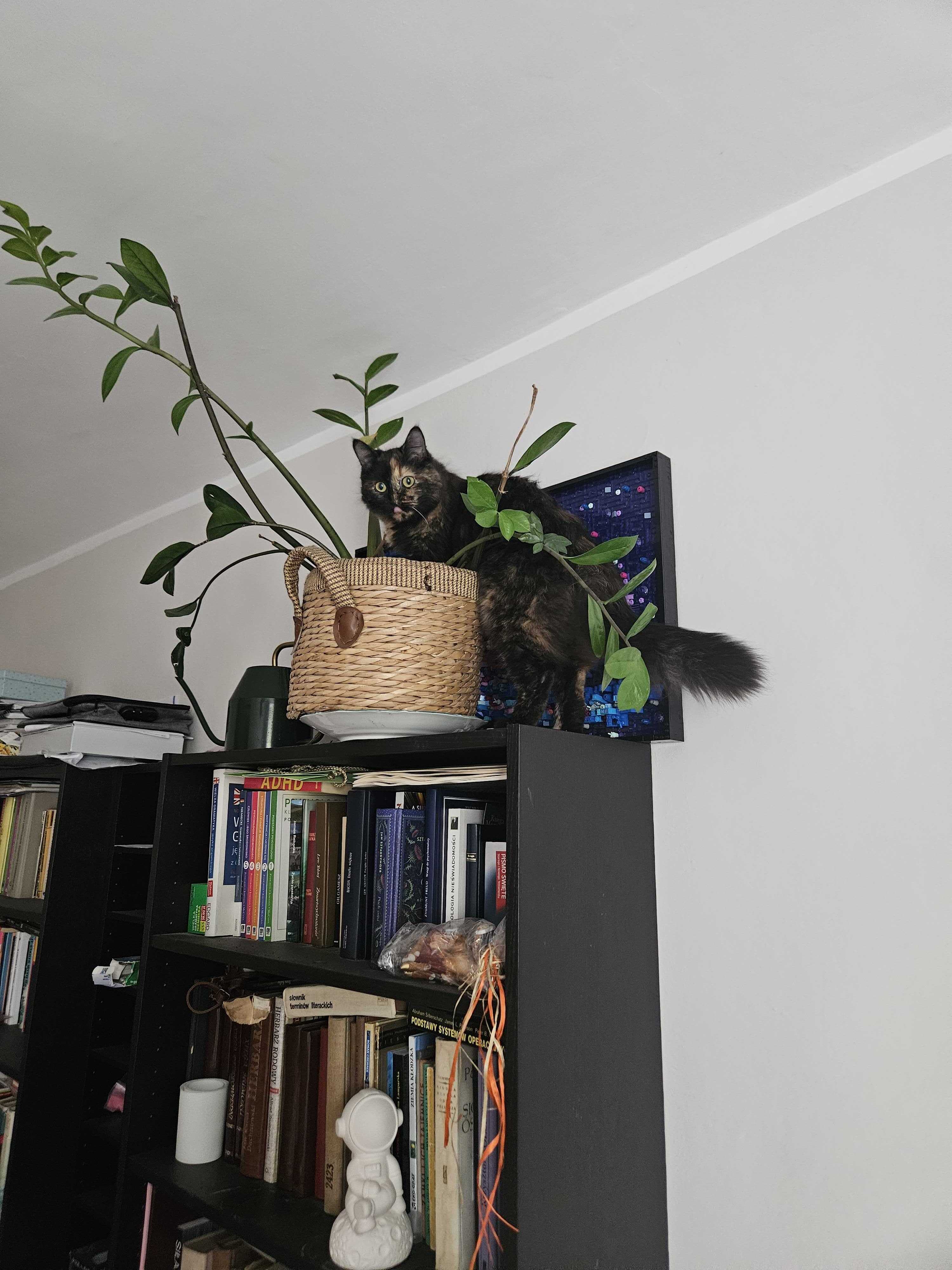 Cat 2