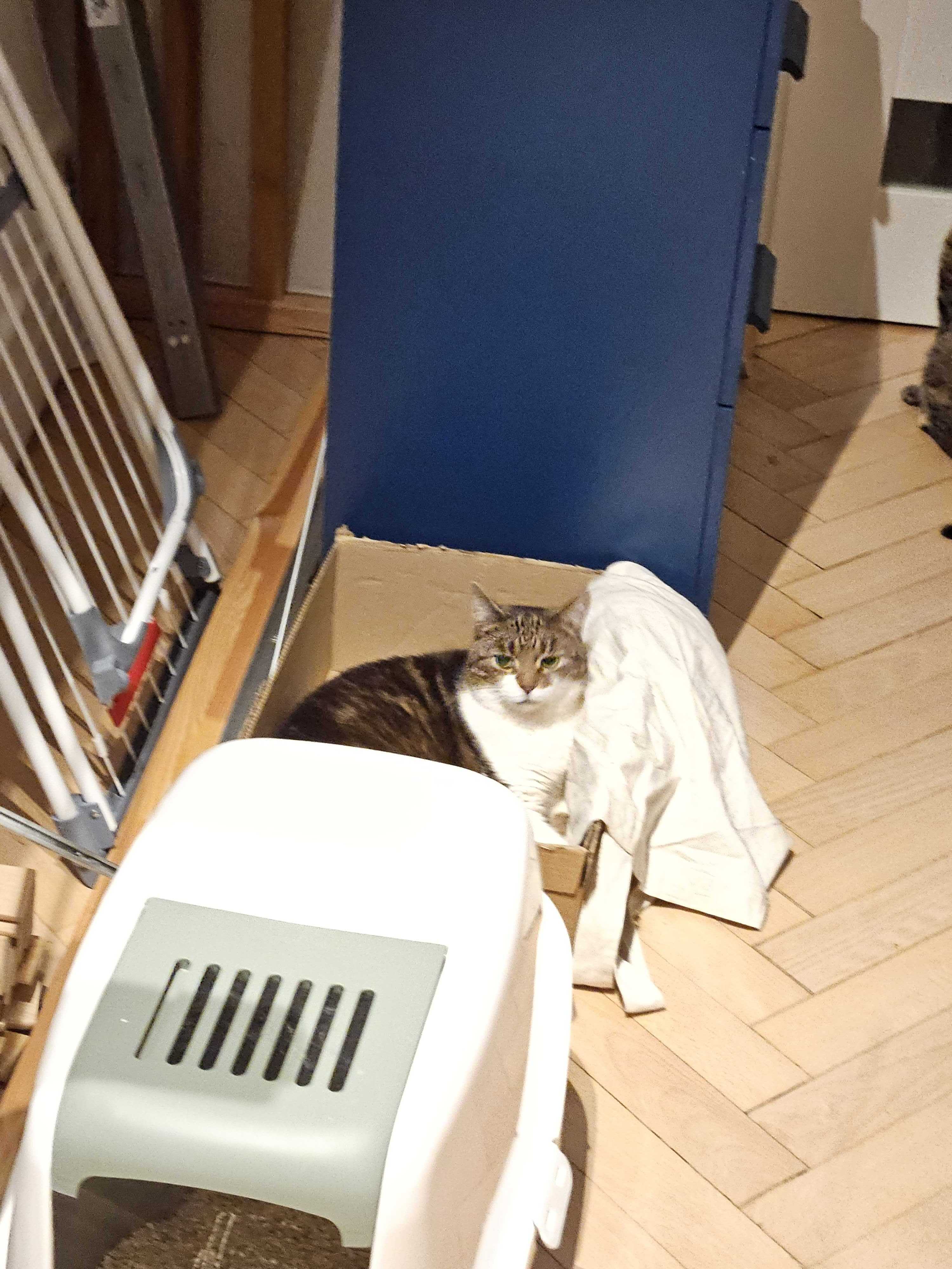 Cat 5